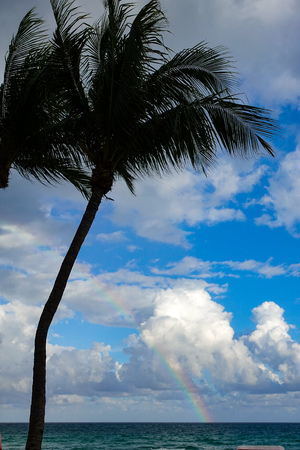 Palm Tree in a beach with blue sky and a rainbowの写真素材
