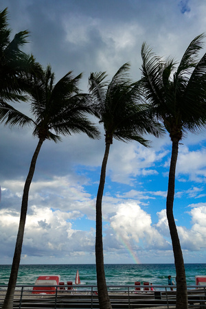 Palm Tree in a beach with blue sky and a rainbowの写真素材