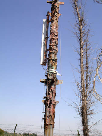 Cellular antenna is disguised as a dried-up tree の写真素材