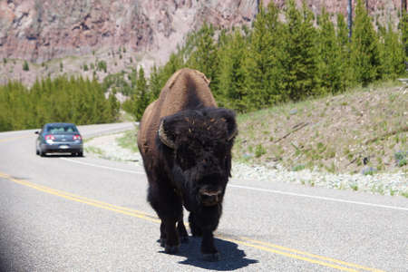 Bison walking in the middle of the road in Yellowstone National Parkの写真素材