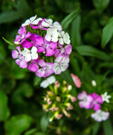 Flower in the garden