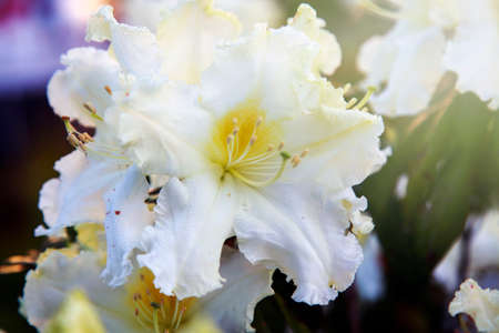 flower at doi tung, Thailandの写真素材