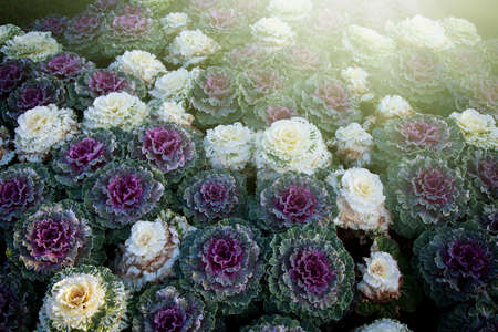 Vegetable background.  green decorative ornamental cabbageの写真素材