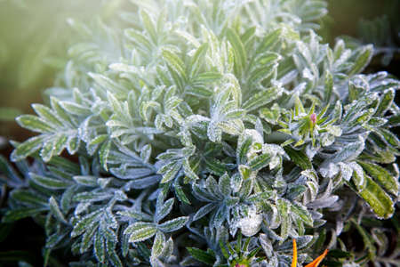 Frost flower on the Inthanon mountain at Chiang Mai, Thailandの写真素材