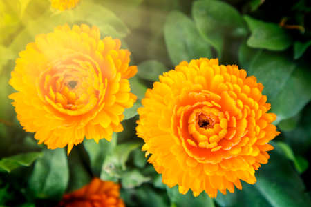 flowers in the garden