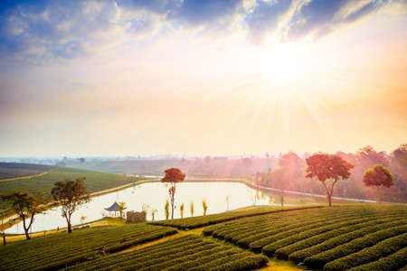 Green tea farm with blue sky backgroundの写真素材
