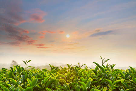 Sunrise at tea fieldの写真素材