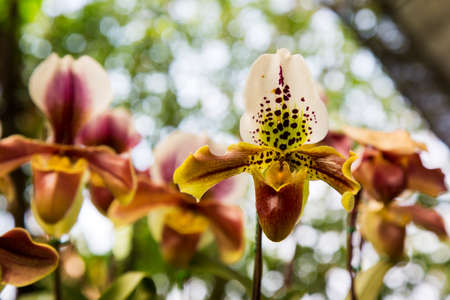 Orchid flower in the garden, Thailandの写真素材