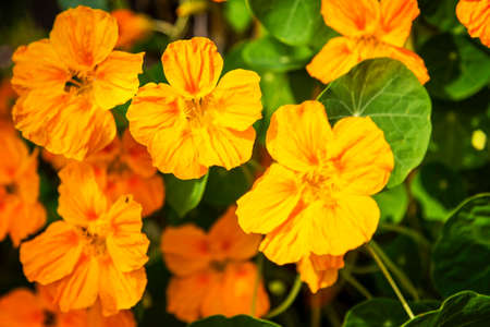 Flower in the garden, Thailandの写真素材