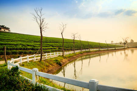 Green tea farm with blue sky backgroundの写真素材