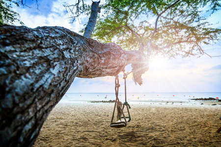 Swings at tree on the beach