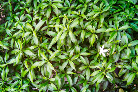 Natural green leaf on wall nature background.の写真素材