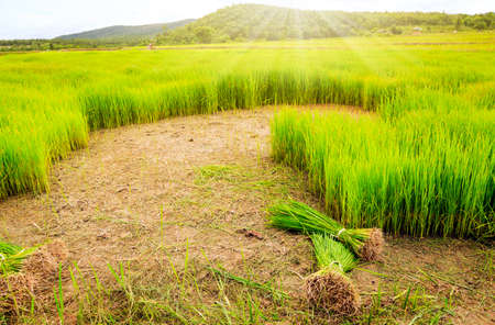 Rice field and sunshineの写真素材