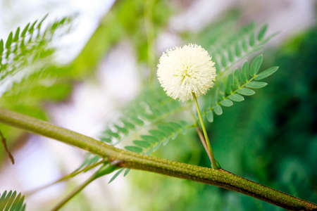 Acacia flowersの写真素材