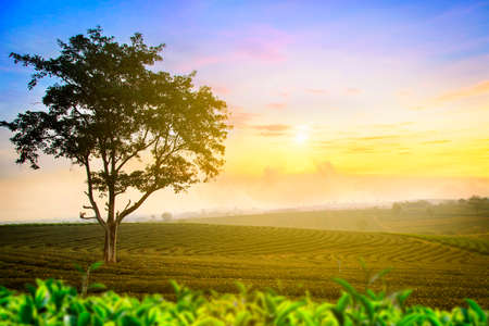 Green tea farm with blue sky backgroundの写真素材