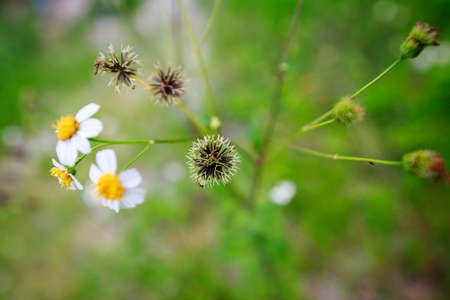 flower in the garden