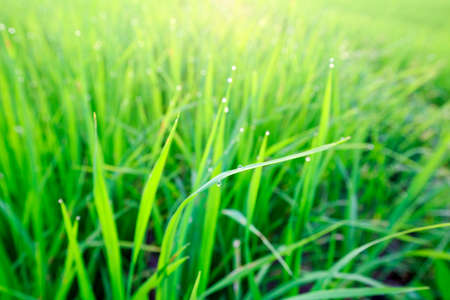 Rice field blurred background