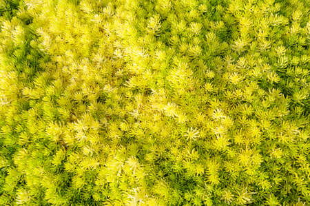 Background plant in the garden, Payao Thaialndの写真素材