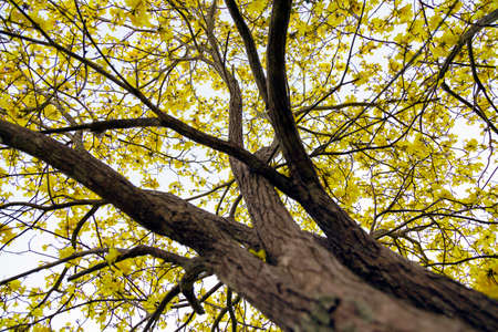 Beautiful flowers in the gardenの写真素材