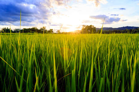 Sunshine at rice field with sky cloudsの写真素材