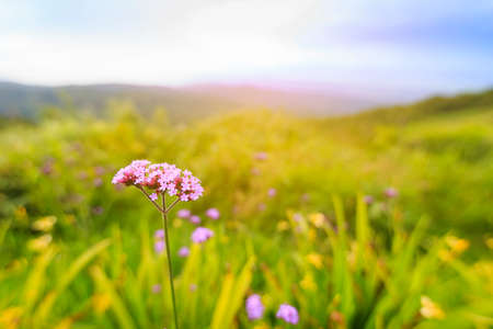 flower in the garden with skyの写真素材