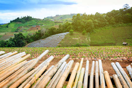 Moncham mountains at Chiangmai Thailand