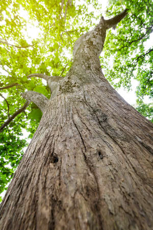 Texture of tree natural background, wooden background.の写真素材
