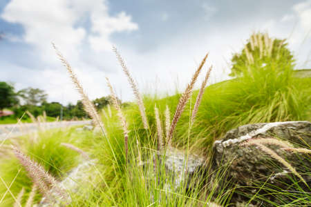 Grass  flower in the gardenの写真素材