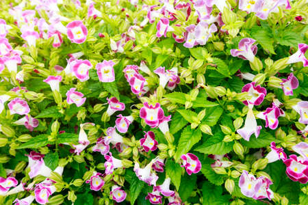 Beautiful flower in the garden at Chinagmai Thailandの写真素材