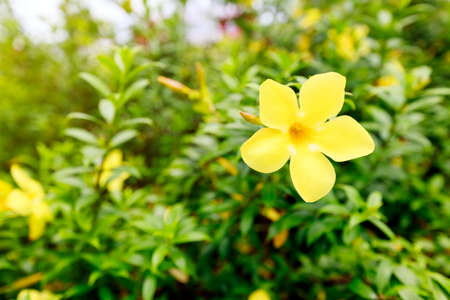 Beautiful flower in the garden at Chinagmai Thailandの写真素材