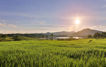 Rice field with sky at Lampang Thailandの写真素材