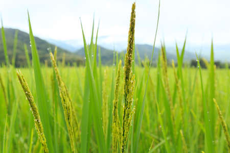 Rice field and mountain at Lampang Thailandの写真素材