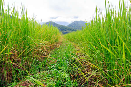 Rice field and mountain at Lampang Thailandの写真素材