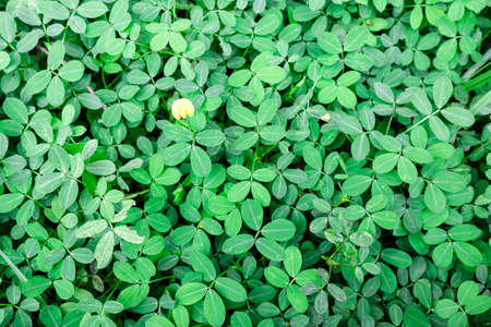 Green leaf with flower in the gardenの写真素材