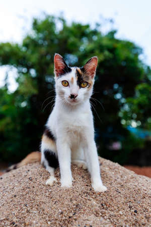 Cat kittenの写真素材