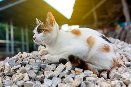 Cat kittenの写真素材