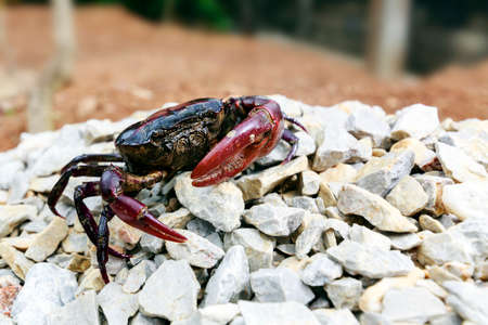 Crab on the stoneの写真素材