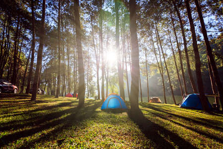 Camping and tent under the pine forest in sunrise at Pang-ung, pine forest park , Mae Hong Son, North of Thailandの写真素材
