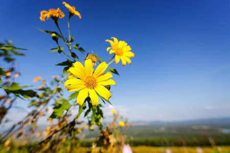 Flowers yellow (Tree marigold) or Dok Bua Tong in Mae Moh Thailandの写真素材