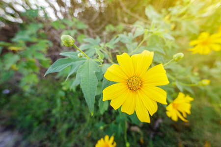 Flowers yellow (Tree marigold) or Dok Bua Tong in Mae Moh Thailandの写真素材