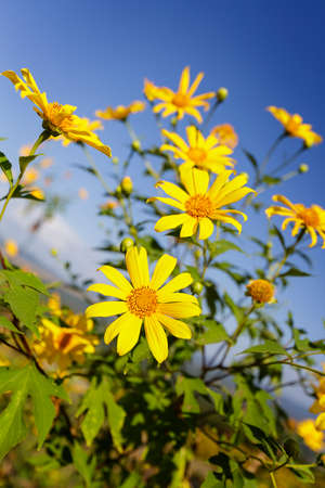 Flowers yellow (Tree marigold) or Dok Bua Tong in Mae Moh Thailandの写真素材