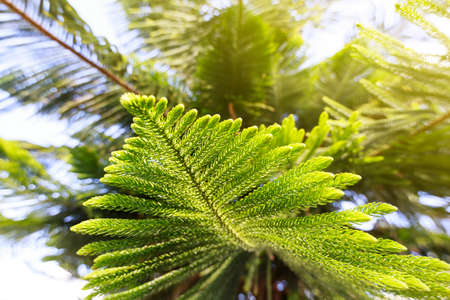 Green prickly branches of a fur-tree or pineの写真素材