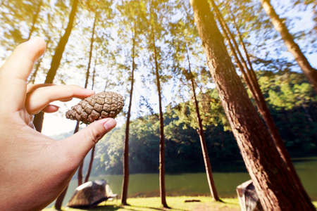 Hold pine cones in pine forest at Mae hong son, Thailandの写真素材