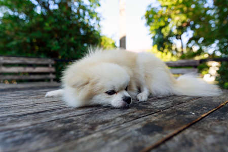 Cute pomeranian dog on the tableの写真素材