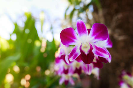 Orchid flower in the garden at Chiangrai, Thailandの写真素材