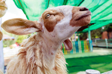 Happy Goat in farming at Lampang, Thailandの写真素材