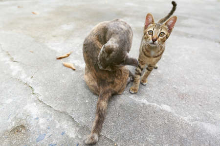 Cat kitten, Cute pet  at home in lampang Thailandの写真素材