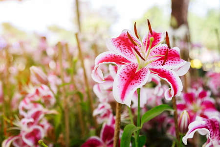 Lily flower with white-pink petals in the gardenの写真素材