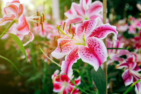 Lily flower with white-pink petals in the gardenの写真素材