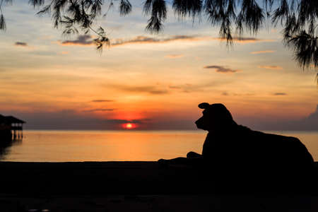 Sunrise beach with dog at Prachuap Khiri Khan Province, Thailandの写真素材